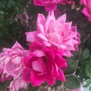 Meet your Posher, Audrey